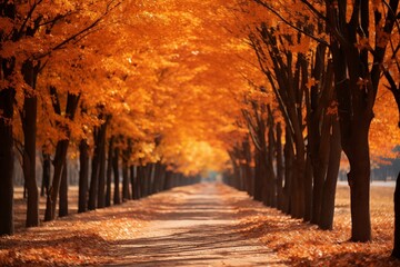 A beautiful road lined with beautiful maple trees and fallen leaves on both sides in sunshine