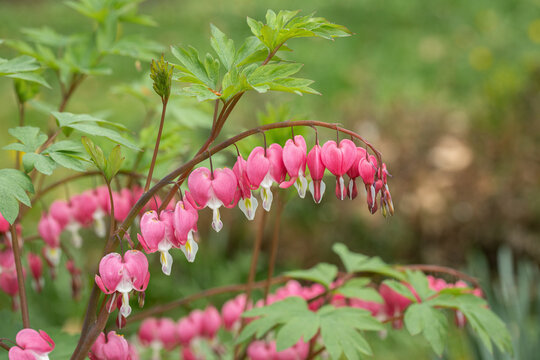 Raceme of Asian bleeding-heart (Lamprocapnos spectabilis). Pendent flowers.