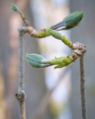コシアブラの芽 / Chengiopanax sciadophylloides sprouts