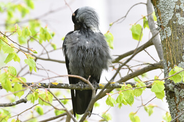 A jackdaw with ruffled feathers sits on a tree branch