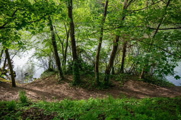Fototapeta na wymiar Bäume am Ufer des Neckars