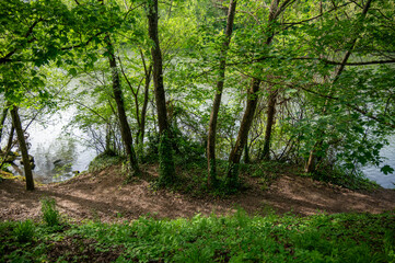 Bäume am Ufer des Neckars