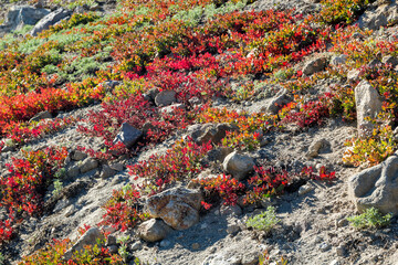 wildflower grassland in there thermal volcanic area of Bumpass hell in the lassen volcanic national park, california
