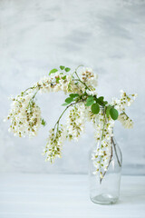 Blooming acacia branches with white flowers in a transparent bottle. artistic interior light photo. poster Very soft focus.
