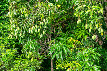 Mango tree. Many mangoes hanging on the tree. Green and beautiful mangoes.