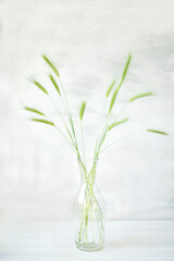 Tender green ears in a transparent bottle. artistic interior light photo. poster Very soft focus.