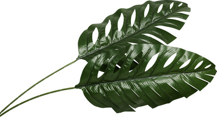 artificial palm tree leaves isolated