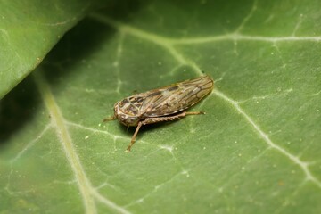 Leafhopper Idiocerus herrichii on a leaf