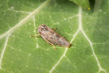 Leafhopper Idiocerus herrichii on a leaf