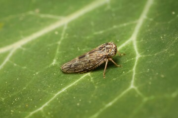 Leafhopper Idiocerus herrichii on a leaf