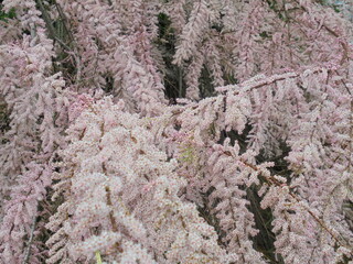 very interesting bush with pink leaves