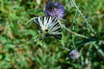 Farfalla su fiore 