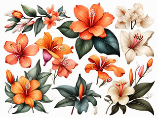 botanical illustration beautiful tropical flowers clip art design elements set isolated on white background