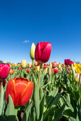 Low angle view of colorful red and yellow tulips growing