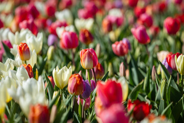 Mix of pink, white and red tulips growing in the spring sunshine