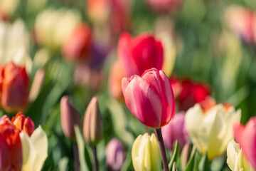 Fototapeta premium Mix of pink, white and red tulips growing in the spring sunshine