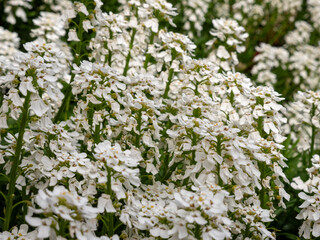Detail shots of evergreen candytuft with different focus levels and blurred effects