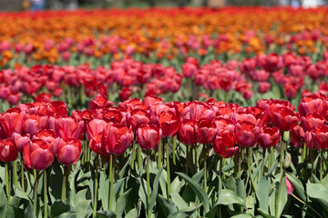 Rows of red and orange tulips fill the frame