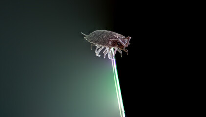 Wood louse macro