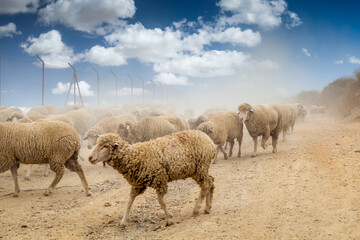 Fototapeta premium A Flock of Merino Sheep Grazing in Spain