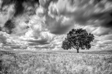 Holm oak on a mature wheat field on a windy day, Huevar del Aljarafe, Seville, Spain. Long exposure shot, B&W version.