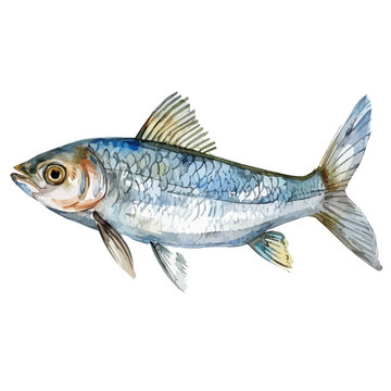 recommend clip art: Watercolor Illustration painting of a mullet fish, isolated on a white background, mullet fish clipart, mullet fish vector, mullet fish painting, mullet fish art, drawing clipart, mullet fish Graphic.