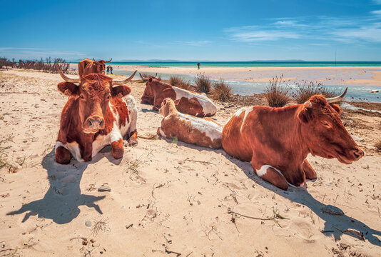 Cows on the Beach