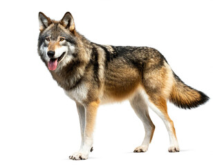 Fototapeta premium Wolf auf vier beinen isoliert auf weißen Hintergrund, Freisteller