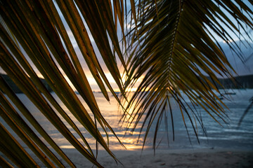 Tropical sunset with palm tree - Martinique island