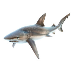 shark isolated on white