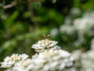 Small insect sitting on a white flower to pollinate it at a specific focal plane with blurred foreground and background