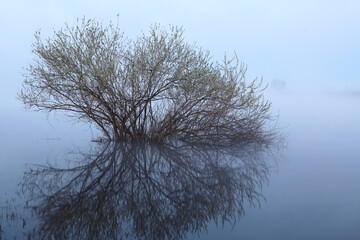 Bush in the water on a foggy morning