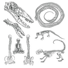 Alchemy symbol elements set. Skeletons and skulls bones of human and animals, Komodo dragon lizard, spines, snake ribs, porcupine. Spiritual occultism and chemistry, magic sketch. Hand drawing Vector.