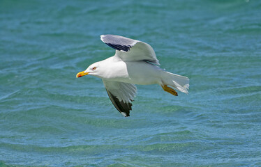 Gabbiano reale in volo sul mare