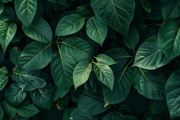 Close-Up Of  Dark green leaves. Beautiful simple AI generated image in 4K, unique.