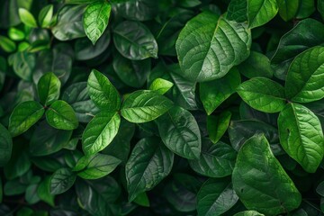 Close-Up Of  Dark green leaves. Beautiful simple AI generated image in 4K, unique.