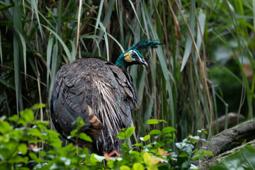 Close up beautiful Female Pea fowl