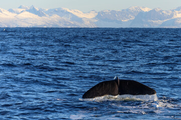 Fototapeta premium Balena che si immerge