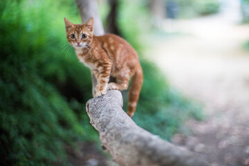 Young stray cat on a branch, Seville, Spain