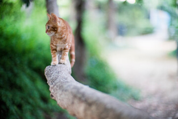 Young stray cat on a branch, Seville, Spain