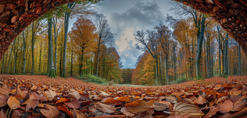 A wide-angle shot of a forest in autumn, the ground covered in fallen leaves. The canopy opens to...