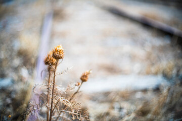 Thistle on an abandoned railroad, El Vacar, Spain.