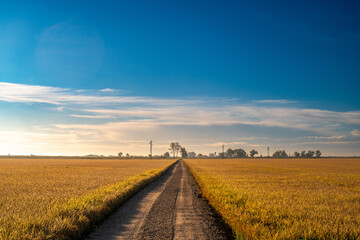 Obraz premium Golden Rice Fields in Isla Mayor, Seville