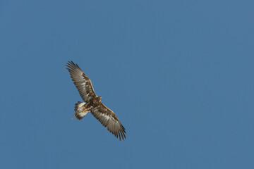 aquila in volo
