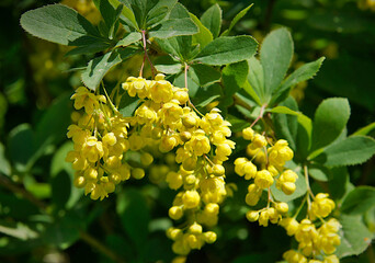 Berberis vulgaris flowers