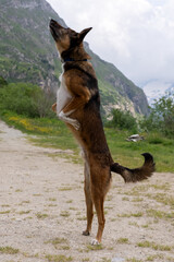 Naklejka premium Dog playing with ball. Belgian Shepherd Dog. Malonois. Dog playing with ball. Running dog. Dog jumping. Dog in the Mountains. Dog in Switzerland. Belgian Shepherd.