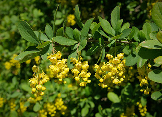 Berberis vulgaris flowers