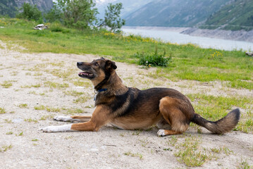 Dog playing with ball. Belgian Shepherd Dog. Malonois. Dog playing with ball. Running dog. Dog jumping. Dog in the Mountains. Dog in Switzerland. Belgian Shepherd.