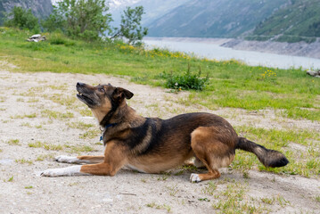 Dog playing with ball. Belgian Shepherd Dog. Malonois. Dog playing with ball. Running dog. Dog jumping. Dog in the Mountains. Dog in Switzerland. Belgian Shepherd.