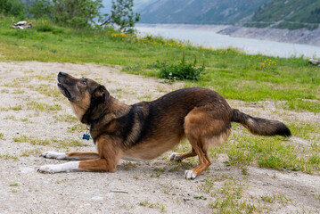 Dog playing with ball. Belgian Shepherd Dog. Malonois. Dog playing with ball. Running dog. Dog jumping. Dog in the Mountains. Dog in Switzerland. Belgian Shepherd.
